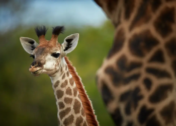 Фото: Shutterstock