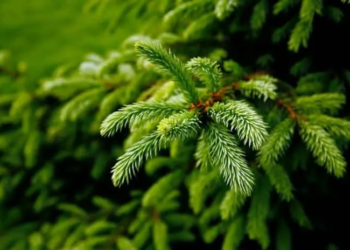 Фото: Shutterstock