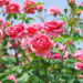 Фото: Shutterstock