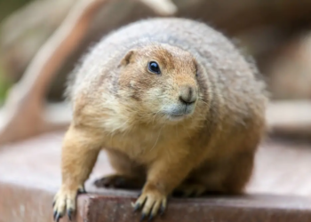 Фото: Shutterstock