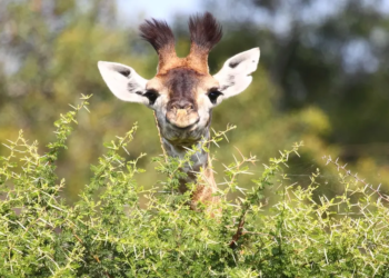 Фото: Shutterstock
