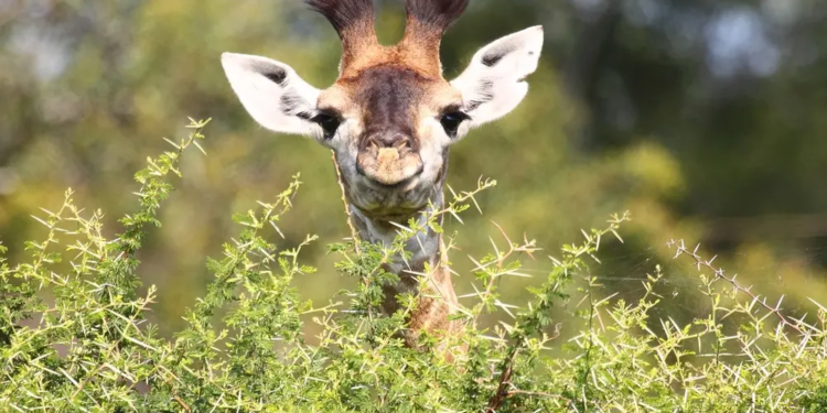 Фото: Shutterstock