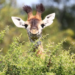 Фото: Shutterstock