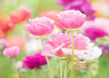Фото: Shutterstock