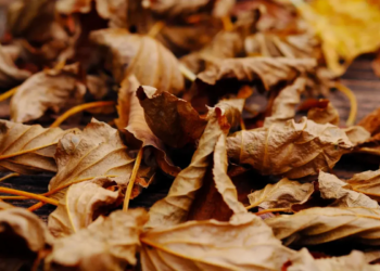 Фото: Shutterstock