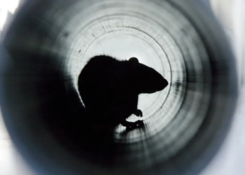 Фото: Shutterstock