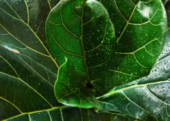 Фото: Shutterstock
