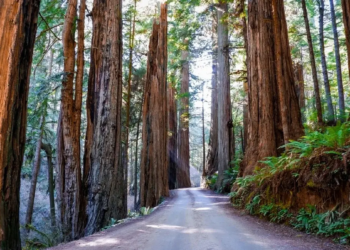 Фото: Shutterstock