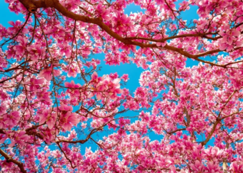 Фото: Shutterstock