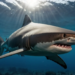 Фото: Shutterstock