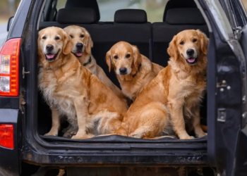 Фото: Shutterstock