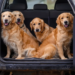 Фото: Shutterstock