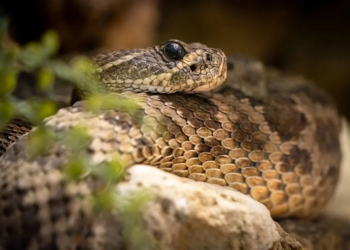 Фото: Shutterstock