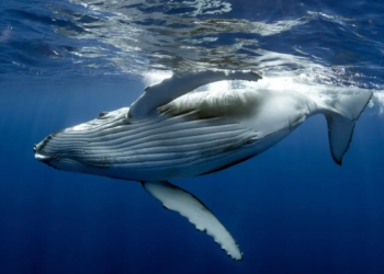Фото: Shutterstock