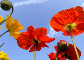Фото: Shutterstock