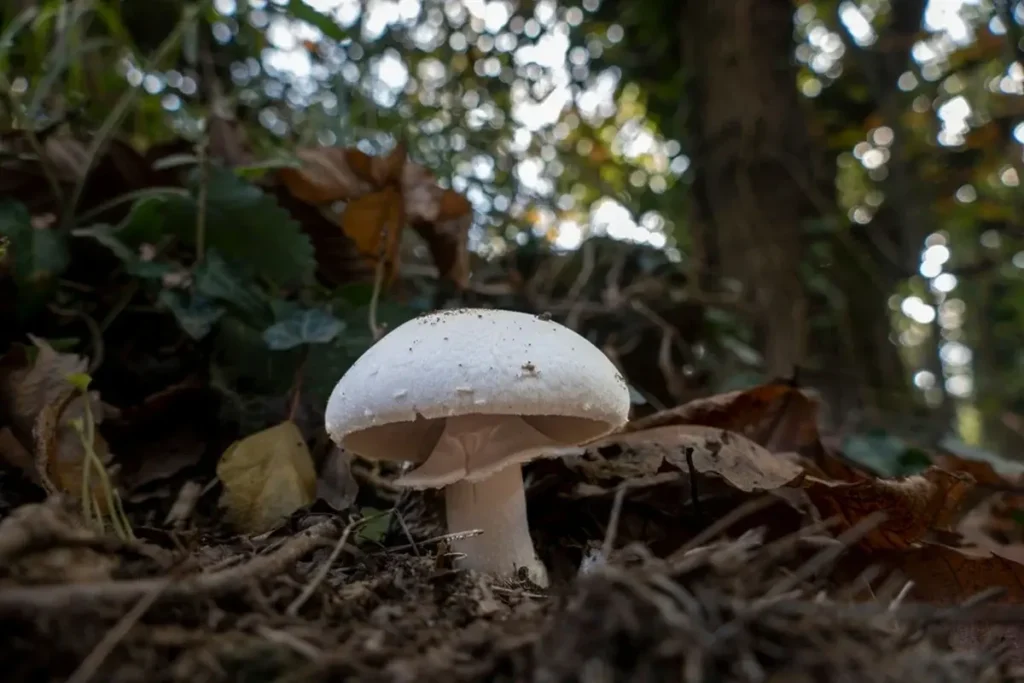Новости Сакраменто