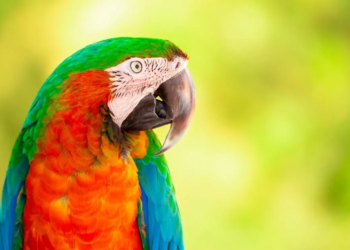 Фото: Shutterstock