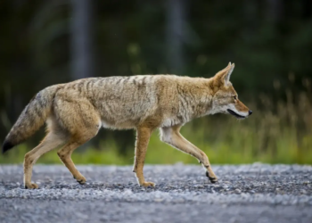 Фото: Shutterstock