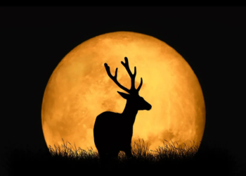 Фото: Shutterstock