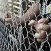 США депортировали 8000 малолетних детей за месяц