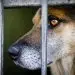 семьи отдают животных в приюты перед депортацией