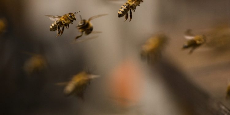 В США перевернулся трак с 14 миллионами пчел